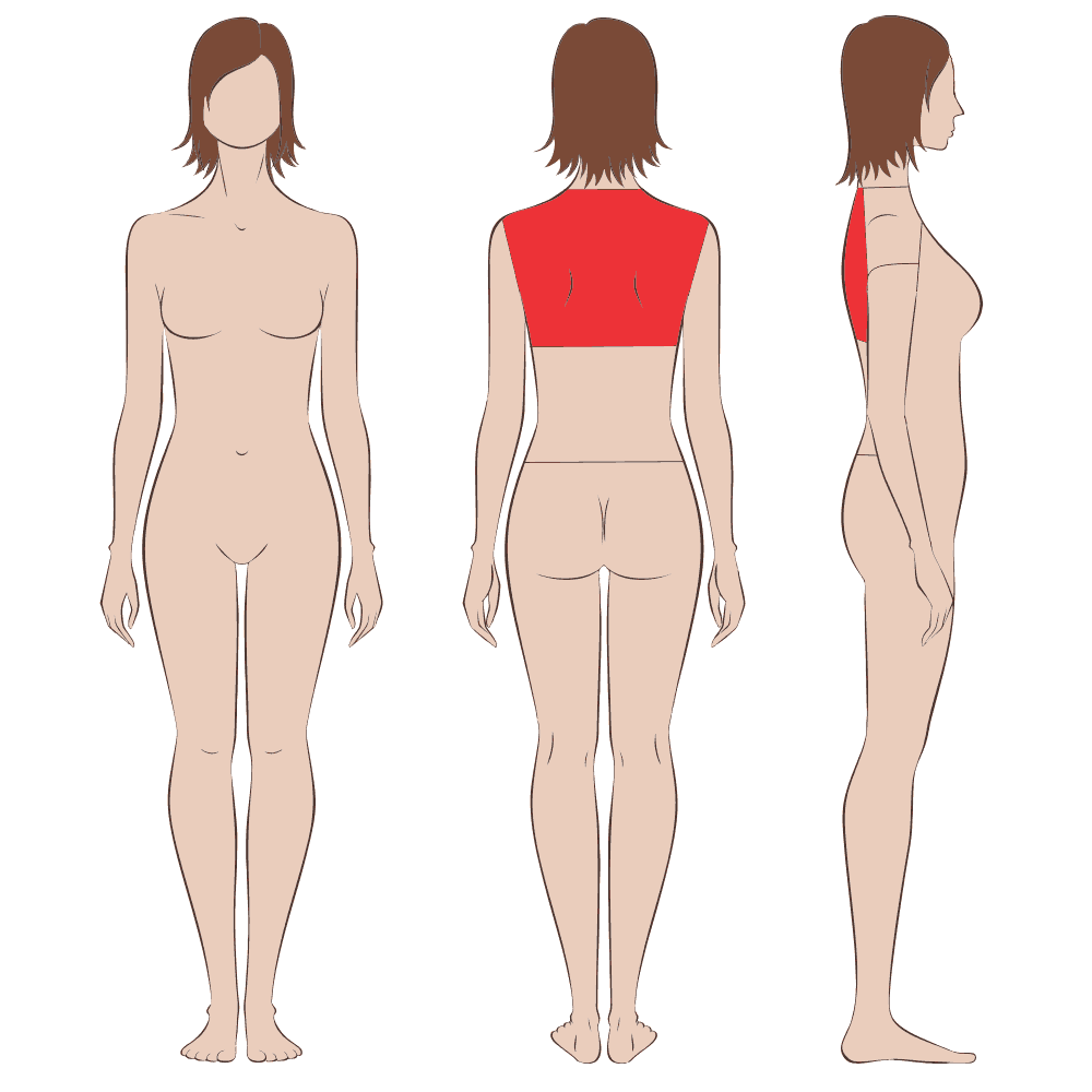 Female upper body anatomy photos and images. 